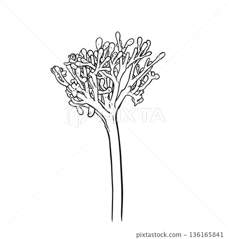 Coral bush plant (Jatropha multifida) hand drawn Coral bush plant (Jatropha multifida) hand drawn 136165841