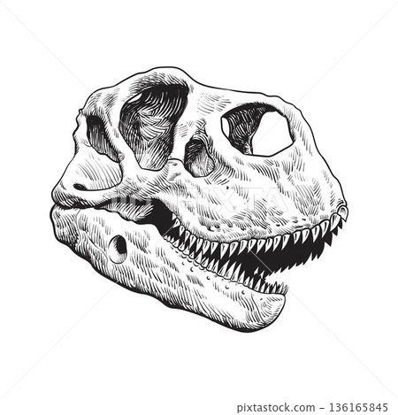 Dinosaur skull drawing 136165845