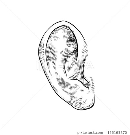 Human ear hand drawn visual Human ear hand drawn visual 136165870