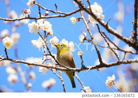 White-eye and white-eye 136165872