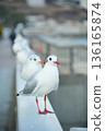 一排黑頭鷗 136165874