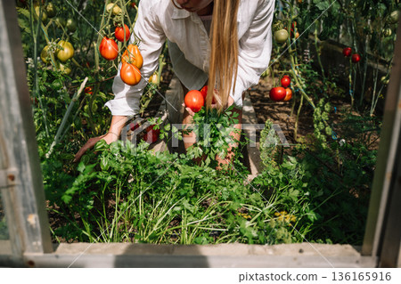 Gardener harvesting fresh tomatoes and herbs in a bright greenhouse at midday 136165916