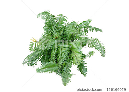 Boston fern plant isolated on white background Boston fern plant isolated on white background 136166059