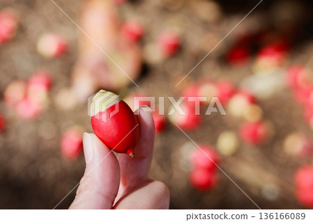 手中拿著掉落的檳榔；熱帶植物種子特寫 136166089