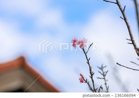 Kanhizakura (winter cherry) flowers, spring scenery with a soft blurred background Kanhizakura (winter cherry) flowers, spring scenery with a soft blurred background 136166094