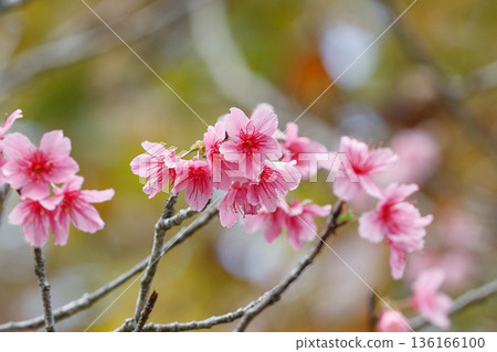 Kanhizakura (winter cherry) flowers, spring scenery with a soft blurred background 136166100