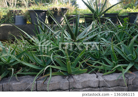 Wild aloe vera plant 136166115