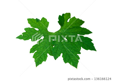 Bitter melon leaves Bitter melon leaves 136166124
