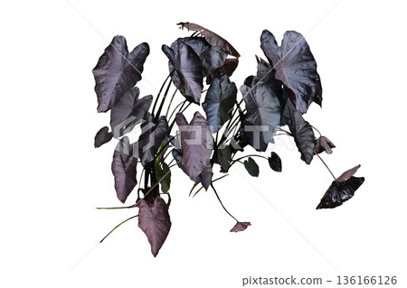 Colocasia black magic is growing Colocasia black magic is growing 136166126