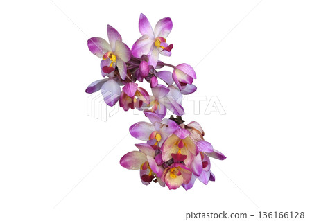 Philippine Ground Orchid (Spathoglottis plicata) Philippine Ground Orchid (Spathoglottis plicata) 136166128