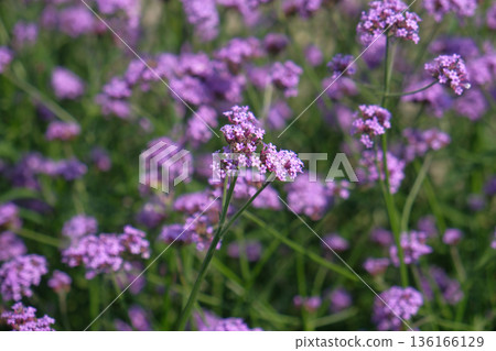 Lilac purple Verbena bonariensis Lilac purple Verbena bonariensis 136166129