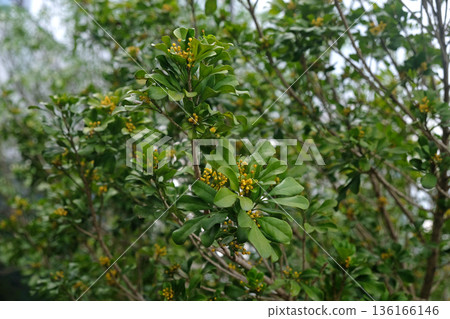 Chinese Perfume Plant (Aglaia odorata) flowers 136166146