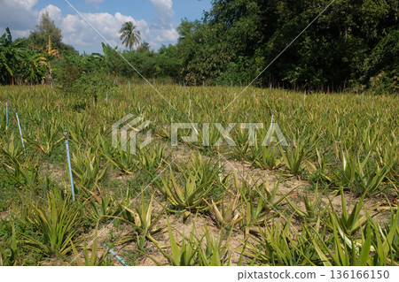 Aloe vera plantation 136166150