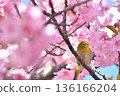 A small Japanese white-eye surrounded by Kawazu cherry blossoms in early spring 136166204