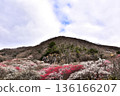 Plum blossoms at Yugawara Plum Garden herald the arrival of early spring 136166207