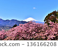 Snow-capped Mount Fuji and Kawazu cherry blossoms in full bloom 136166208