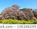 Yoshitaka cherry blossoms and rape blossoms in full bloom 136166209