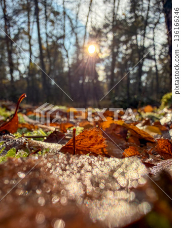 Closeup shot of vibrant autumn leaves with dew and warm hues 136166246