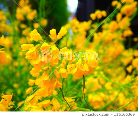 Yellow rape blossoms Yellow rape blossoms 136166369