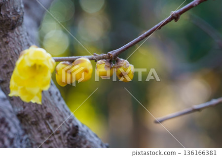 Ruby flowers telling the spring 136166381