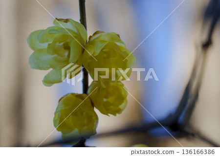 Yellow Royby Flower 136166386