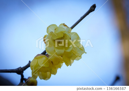 A full-bloomed Japanese lily that shines in the spring sunlight 136166387