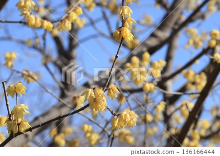 Flower spring in the early spring Flower spring in the early spring 136166444