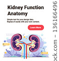 Kidney function anatomy medical diagram showing human kidneys renal arteries veins ureters colorful organ cross section educational healthcare banner 136166496
