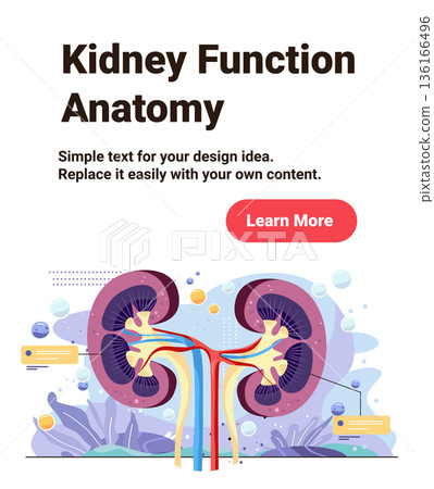 Kidney function anatomy medical diagram showing human kidneys renal arteries veins ureters colorful organ cross section educational healthcare banner Kidney function anatomy medical diagram showing human kidneys renal arteries veins ureters colorful organ cross section educational healthcare banner 136166496