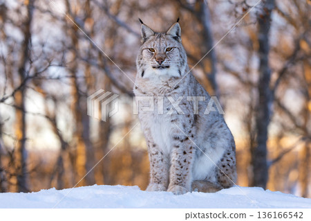 Majestic lynx in snowy forest 136166542
