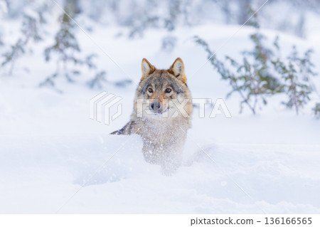 Wolf in snowy forest landscape Wolf in snowy forest landscape 136166565