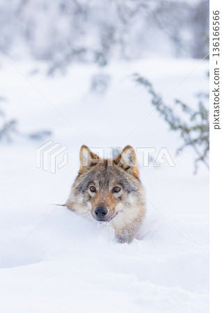 Wolf in Snowy Scandinavian Landscape 136166566