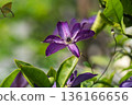 Summer green and purple clematis 136166656