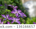 Purple clematis blooming in early summer 136166657