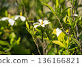 White gardenia flowers blooming in summer 136166821