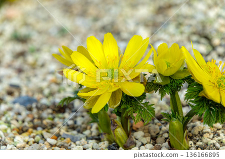 Yellow adonis flowers blooming vigorously on the ground signal the arrival of spring Yellow adonis flowers blooming vigorously on the ground signal the arrival of spring 136166895