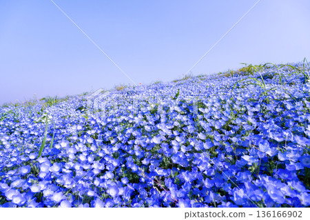Nemophila at Hitachi Seaside Park, Hitachinaka City, Ibaraki Prefecture 136166902