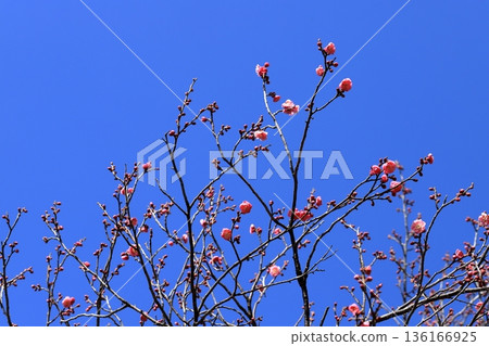 早春的梅花 早春的梅花 136166925