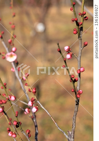 早春的梅花 早春的梅花 136166927