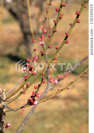 早春的梅花 早春的梅花 136166929