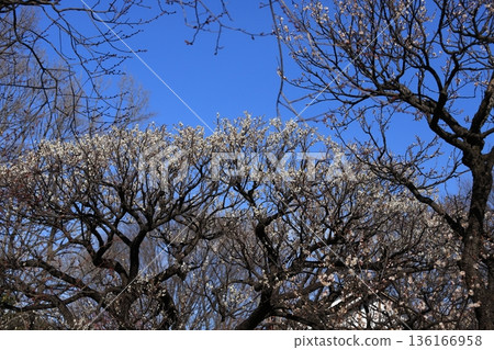 Early spring plum blossoms 136166958