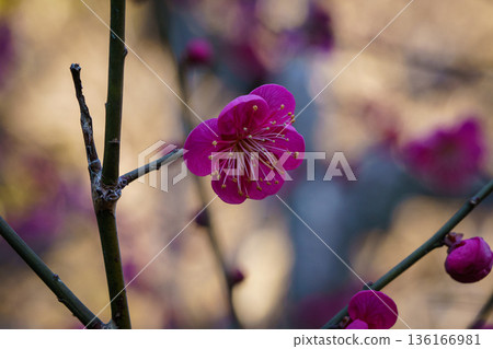 紅色李子開花的春天花 136166981
