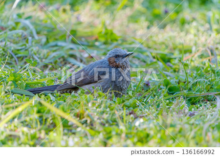 Close-up of a brown-eared bulbul resting on the grass Close-up of a brown-eared bulbul resting on the grass 136166992