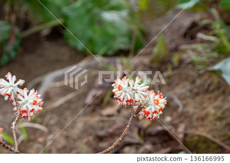 鮮紅的三椏花預示著春天的到來。 136166995
