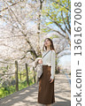 A woman enjoying sightseeing under the cherry blossom trees in spring 136167008