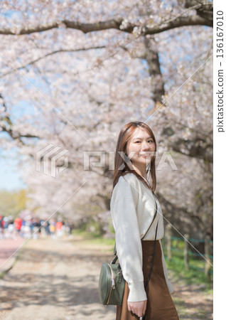 A woman enjoying sightseeing under the cherry blossom trees in spring A woman enjoying sightseeing under the cherry blossom trees in spring 136167010