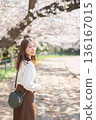 A woman enjoying sightseeing under the cherry blossom trees in spring 136167015