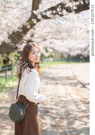 A woman enjoying sightseeing under the cherry blossom trees in spring 136167015