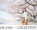 A woman walking along cherry blossoms 136167039