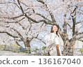 A woman walking along cherry blossoms 136167040